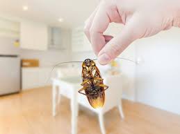 Pest Control Services Delhi | +91 81785 37500