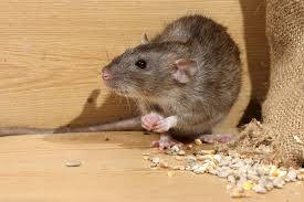 Pest Control Services Delhi | +91 81785 37500